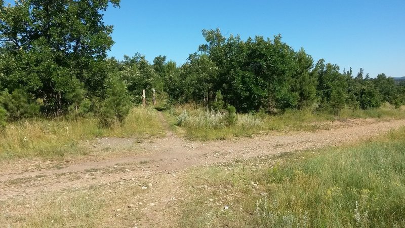 Cross the dirt logging road and follow the trail past the "no motorized vehicles" sign into the trees.