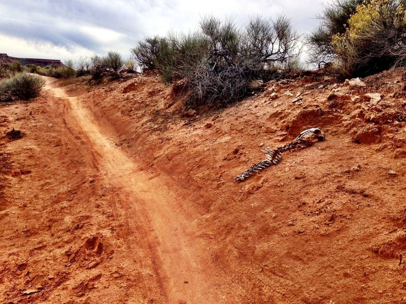 Trailside hazard on Dead Ringer