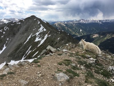 Friendly goat atop Peak 1, Copper Mtn Resort in the background.