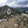 Friendly goat atop Peak 1, Copper Mtn Resort in the background.