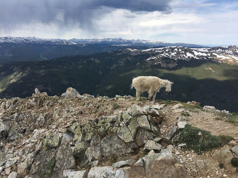 Goat atop Peak 1