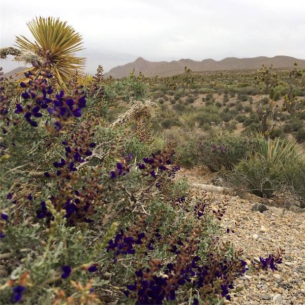 Indigobush in Mojave Desert, Southern Nevada