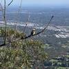 Kookaburra sits on the old gym tree - at Burke's Lookout