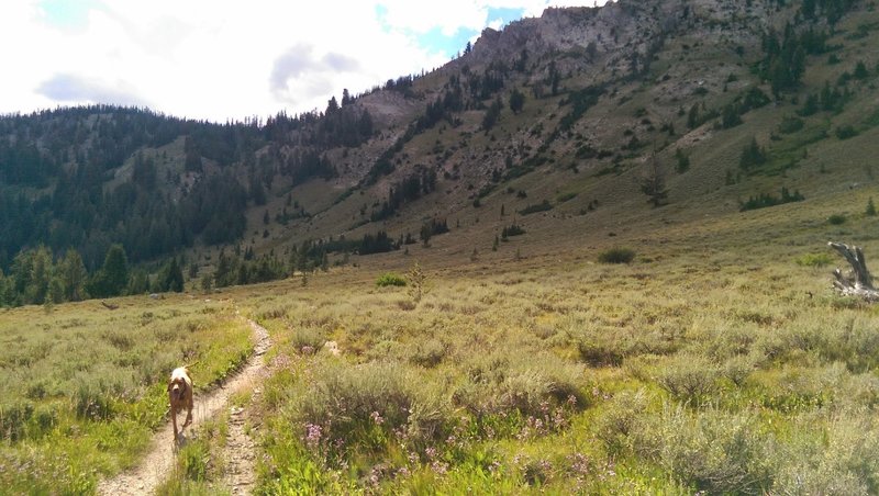 Stanley the Dog on Alturas Lake Creek Trail