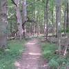 Forest section of the trail.