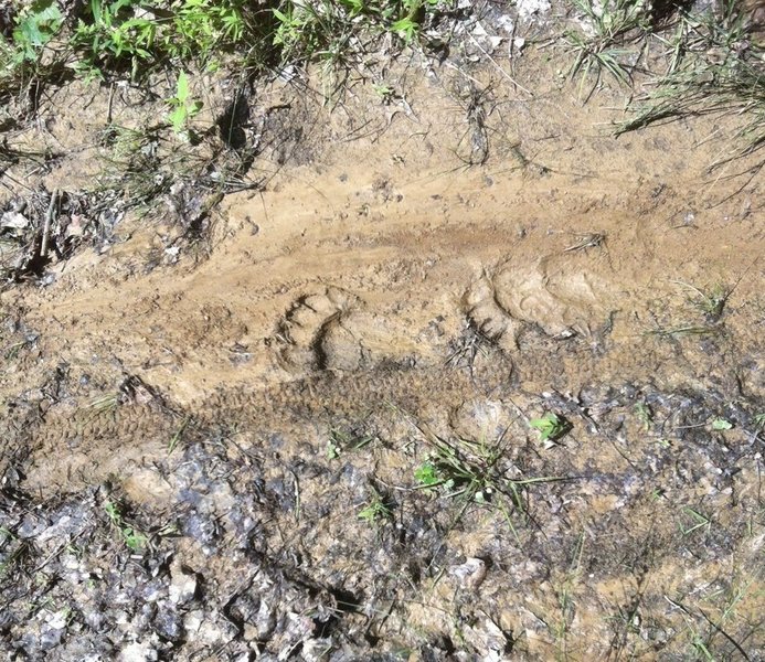 Bear tracks along Middle Ridge Trail