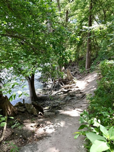 Singletrack path just off the Bald Cypress trail... nice photo op spot.