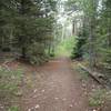 Most of the first one-third of the Josephite Point Trail is pleasant singletrack.