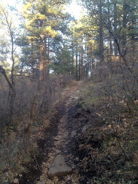 Looking back up the slightly technical downhill.