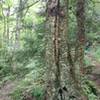 A fork in the trail. Left (BLUE) for Haystack. Right (RED) for McKenzie.