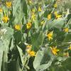 Wildflowers along the trail.