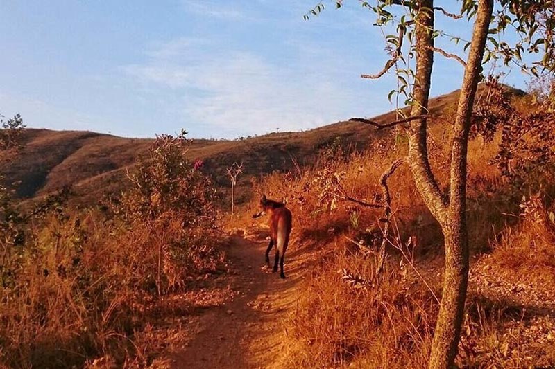 A Guará wolf walks in the trail of Perdidas.