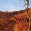 A Guará wolf walks in the trail of Perdidas.