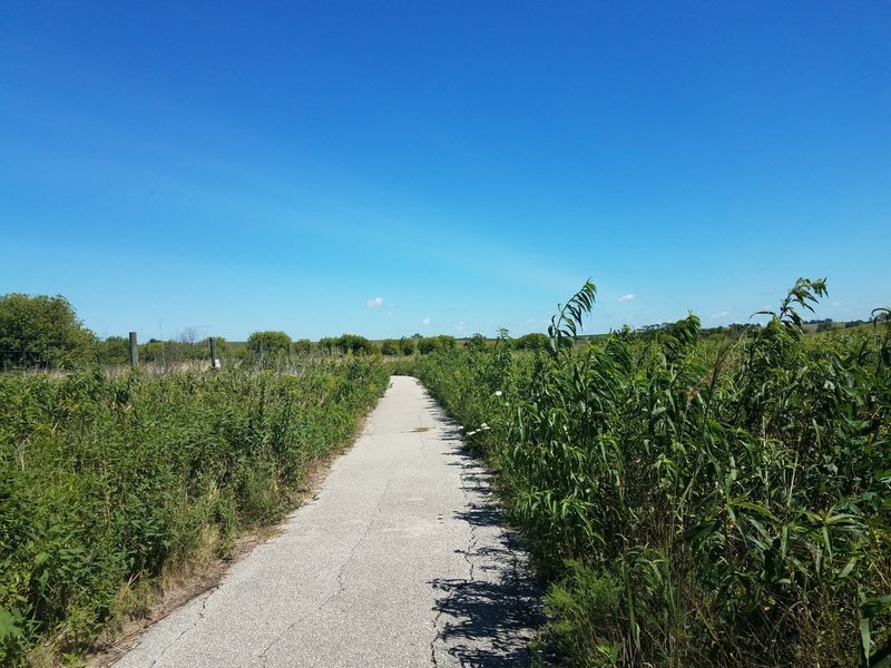 Near the fence-line of the bison enclosure, along the Tallgrass Trail.