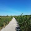 Near the fence-line of the bison enclosure, along the Tallgrass Trail.