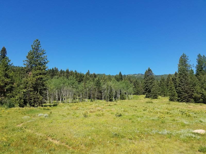 Nice meadows and aspens.