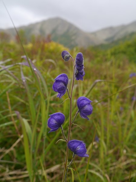 Monkshood