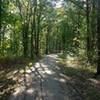 The early part of the trail, surrounded by boxelder maple trees.