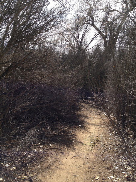 The brush is starting to squeeze in on the trail.