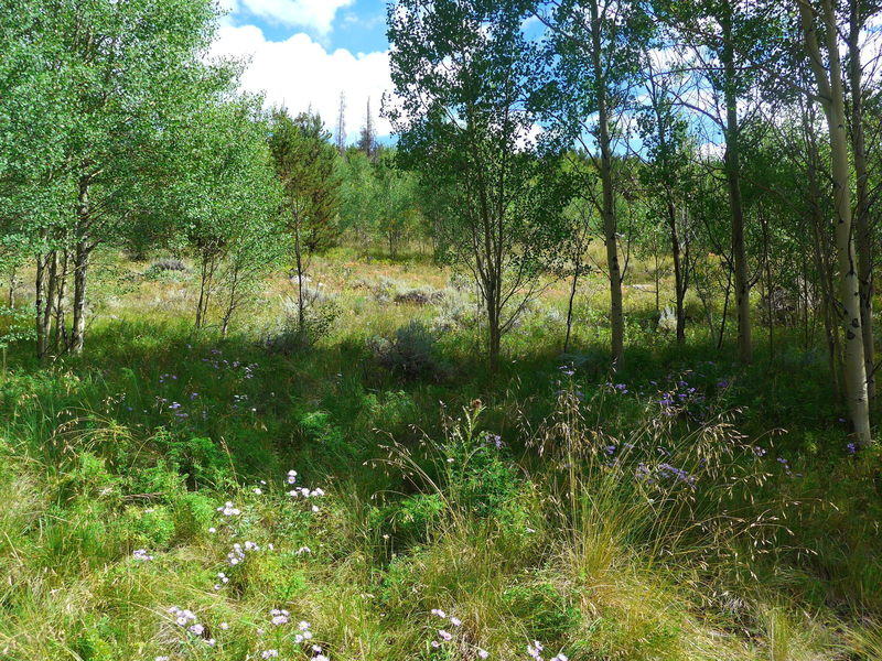 Wildflowers everywhere beside the trail.