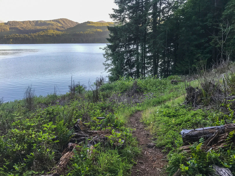 Several times the trail emerges from the forest, offering nice views of Lookout Point Reservoir.