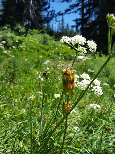 Indian Paintbrush getting ready to bloom