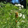 Indian Paintbrush getting ready to bloom