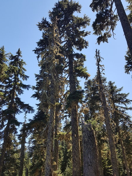 Towering trees surrounding the lake, interesting how the Old Man's Beard moss has been shaped by the wind