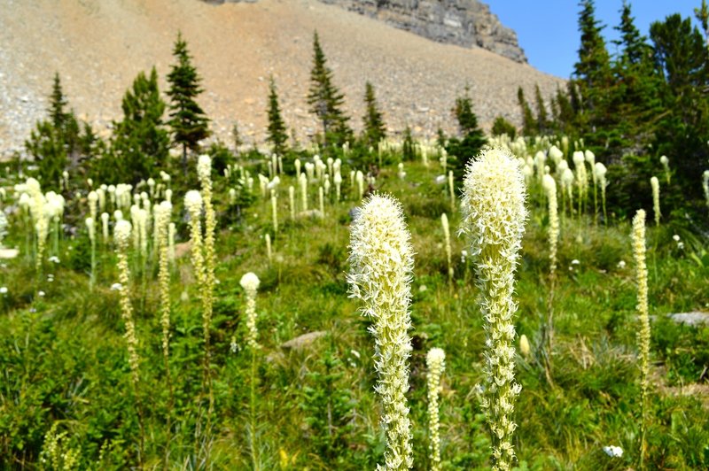 Beargrass along the Piegan Pass Trail.