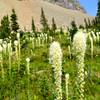 Beargrass along the Piegan Pass Trail.