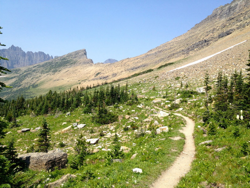 As you finally break through the tree line, you can see the trail climb all the way up to Piegan Pass.