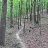 A nice section of the Sheep Ranch Trail.