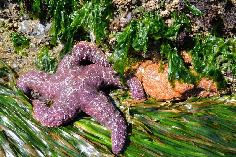 Starfish in a tidepool near hole-in-the-wall.