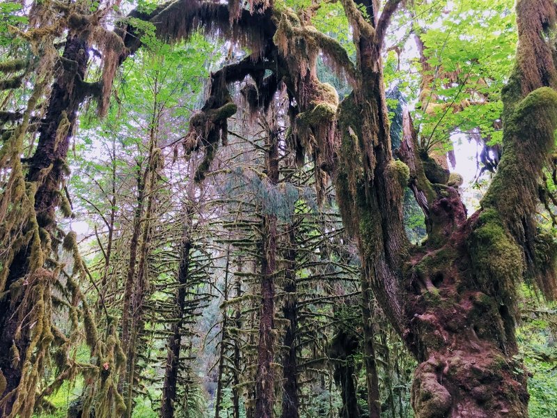 Hoh River Trail