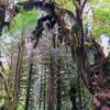 Hoh River Trail