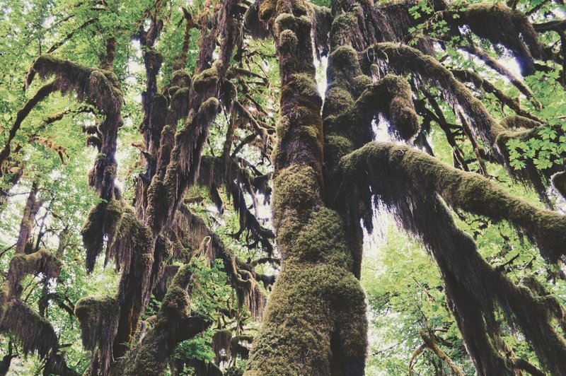 The typical Hoh Rainforest scenery.