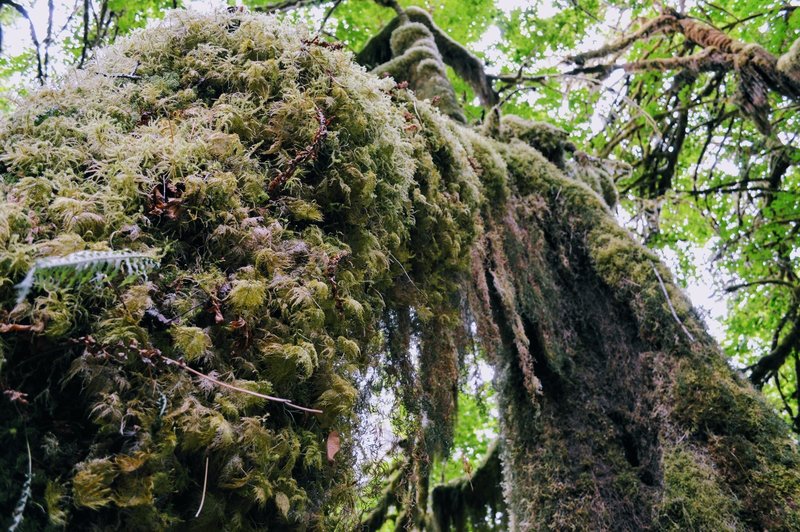 Majorly mossy tree.