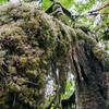 Majorly mossy tree.