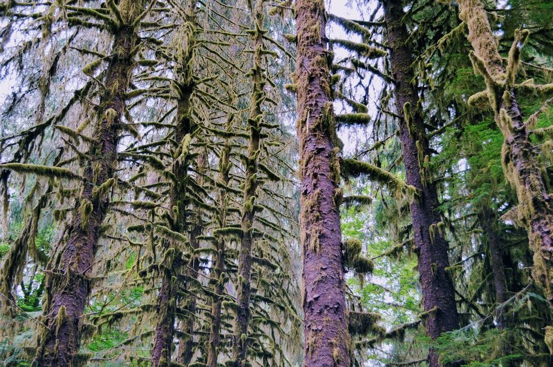 More great scenery on the Hall of Mosses Trail