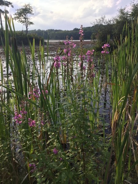 Whites Pond seen through wildflowers.