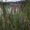 Whites Pond seen through wildflowers.