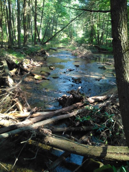 the views from one of the many wooden bridges