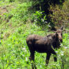 Bull moose off trail