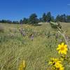 Wildflowers on the trail. Photo taken 8/19/2017.