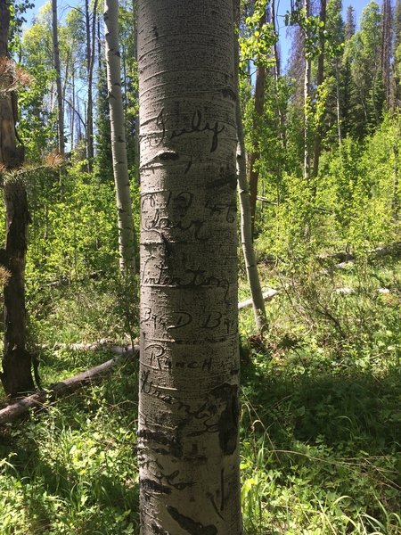 July 4, 1946. To say this is an old trail is an understatement. There are more trees with carvings in the area.