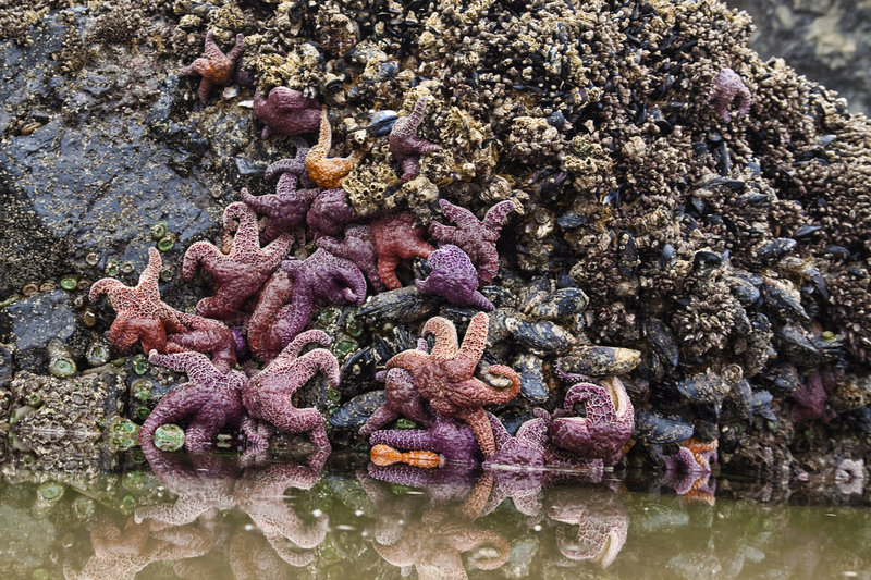 Starfish at Haystack Rock.