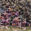 Starfish at Haystack Rock.