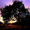 Oak tree and meadow, sunset.