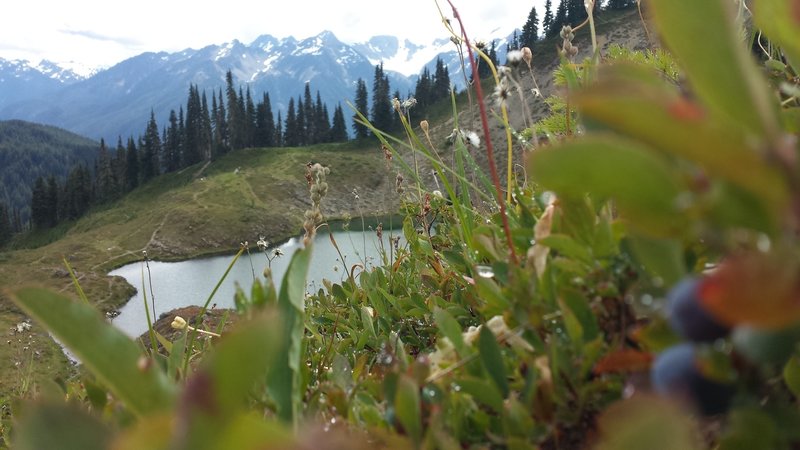 View of Swimming Bear Lake from the blueberries' perspective. Mt. Olympus in the background