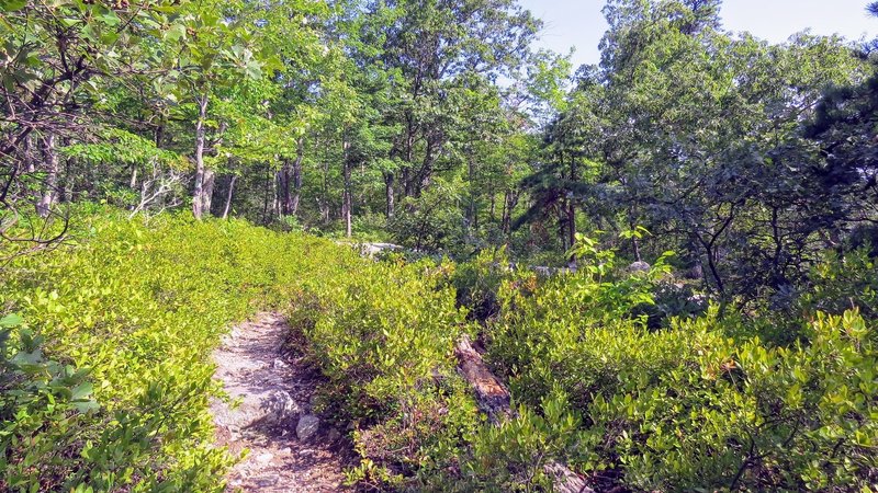 Much of Millbrook Mountain Trail has these lovely sections of rhododendron.